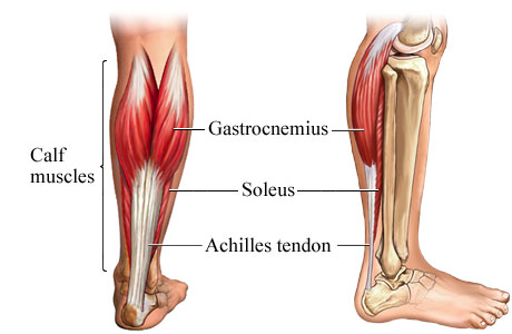 calf-workout-routine-calf-anatomy.jpg